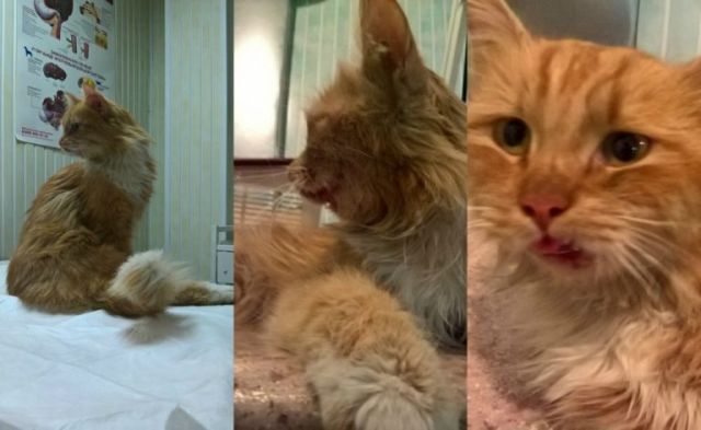 Как серпуховские студенты кота спасли