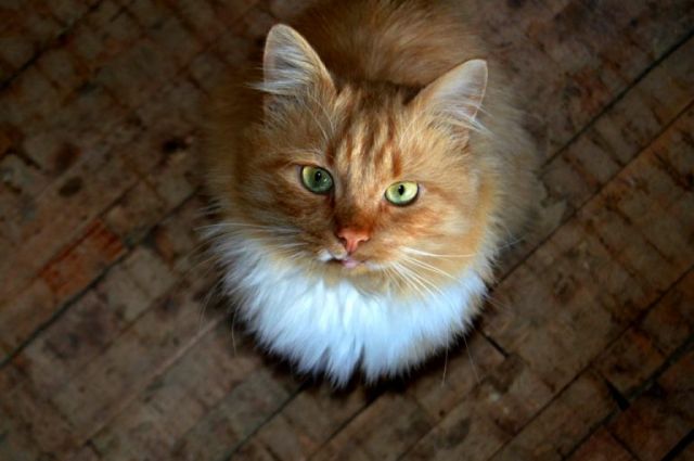 Как серпуховские студенты кота спасли