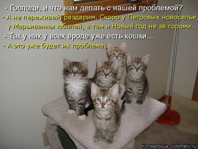 Лучшие котоматрицы недели