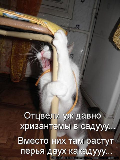 Лучшие котоматрицы недели