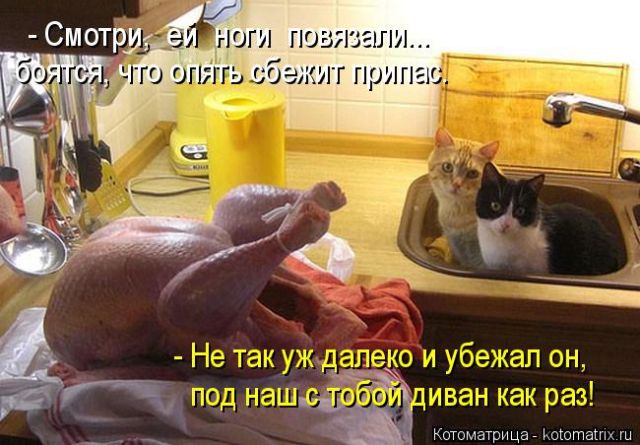 Лучшие котоматрицы недели