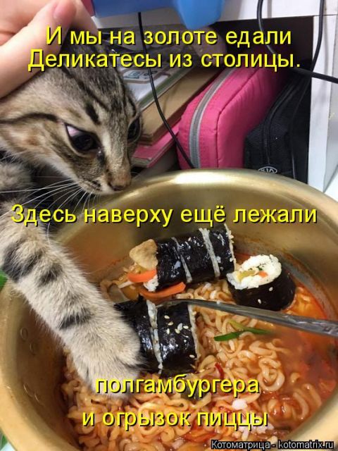 Лучшие котоматрицы недели