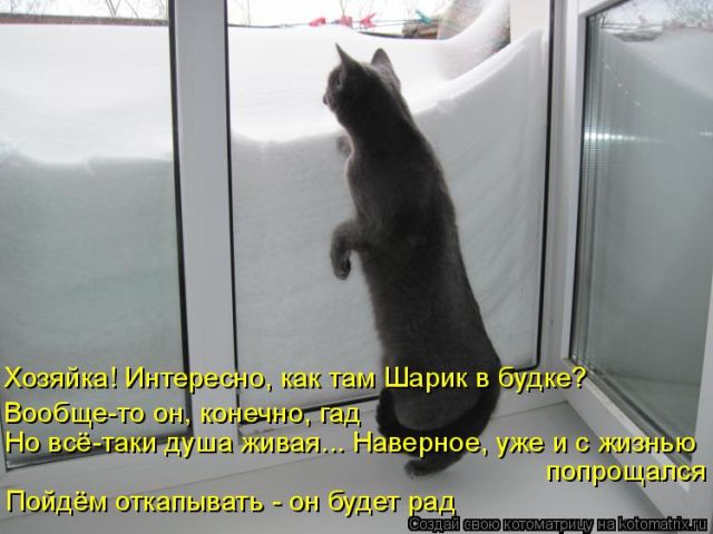 Лучшие котоматрицы недели