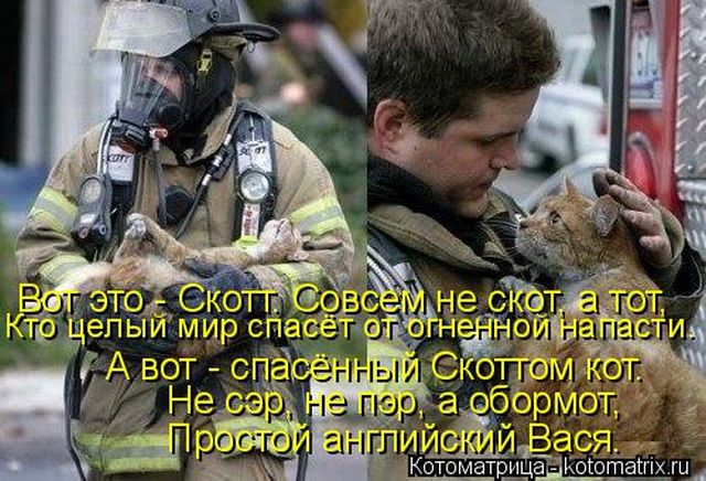 Лучшие котоматрицы недели