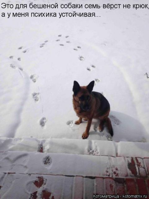 Лучшие котоматрицы недели