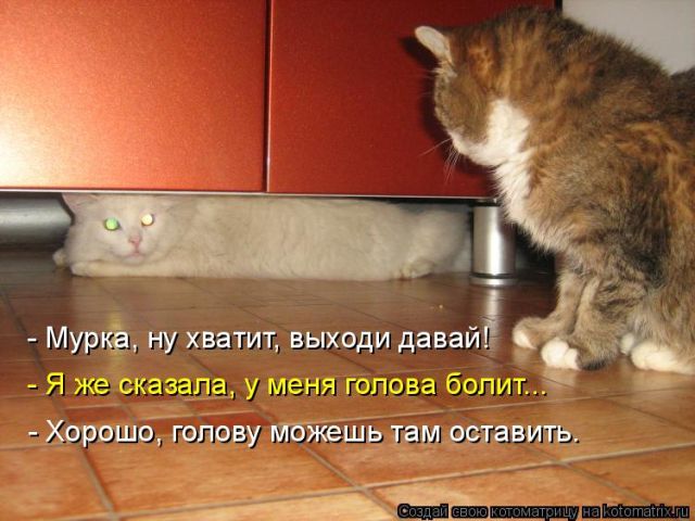 Лучшие котоматрицы недели