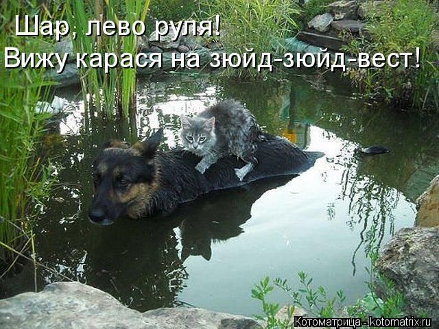 Лучшие котоматрицы недели