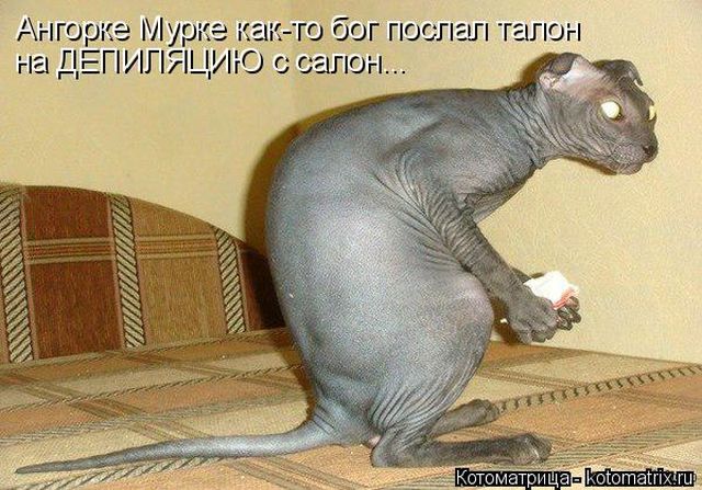 Лучшие котоматрицы недели