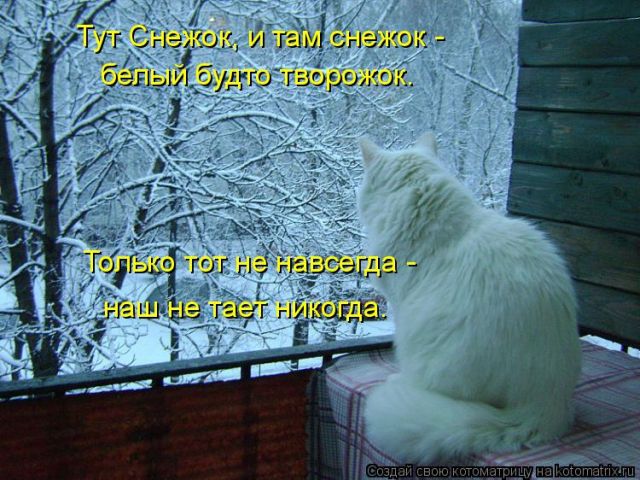 Лучшие котоматрицы недели