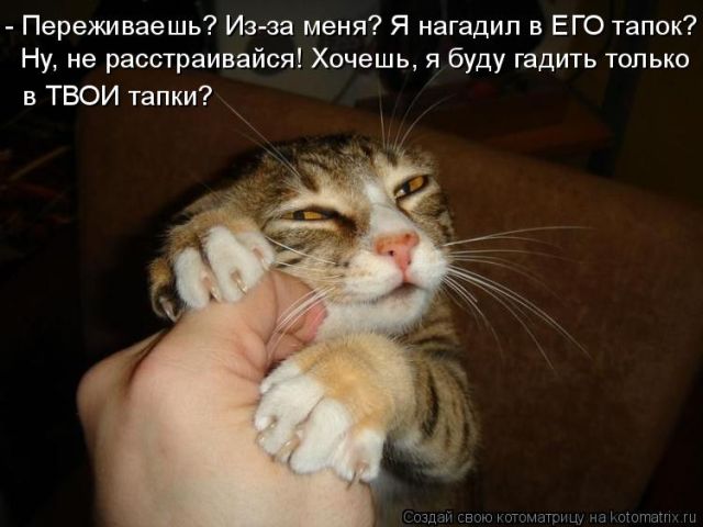 Лучшие котоматрицы недели