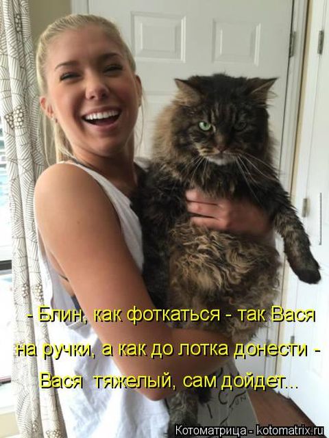 Лучшие котоматрицы недели