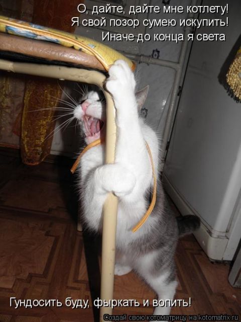 Лучшие котоматрицы недели