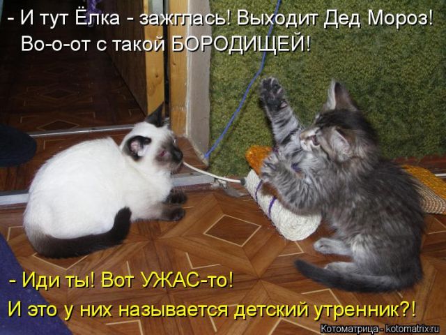 Лучшие котоматрицы недели