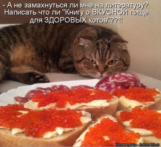 Лучшие котоматрицы недели