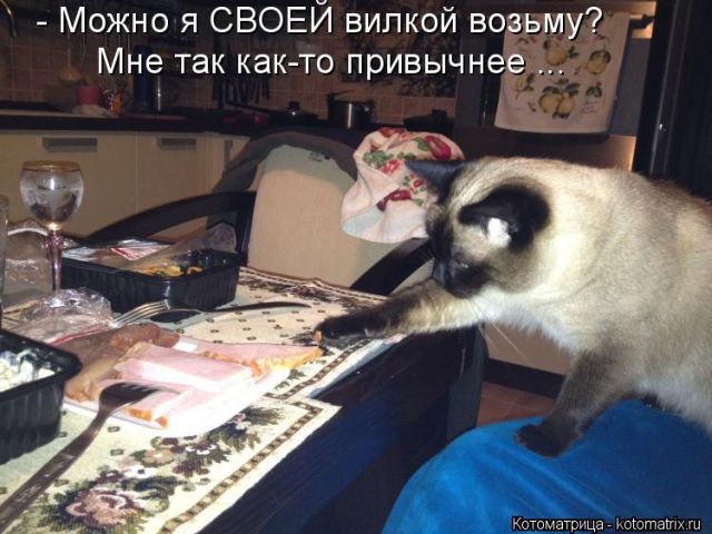 Лучшие котоматрицы недели