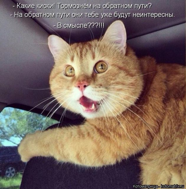 Лучшие котоматрицы недели