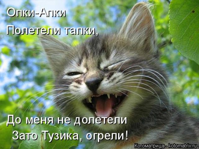 Лучшие котоматрицы недели