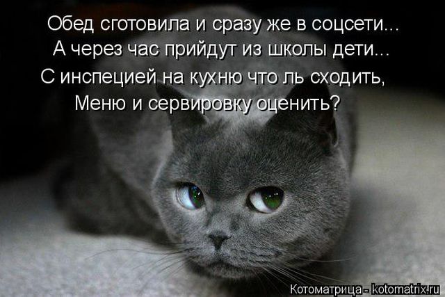 Лучшие котоматрицы недели