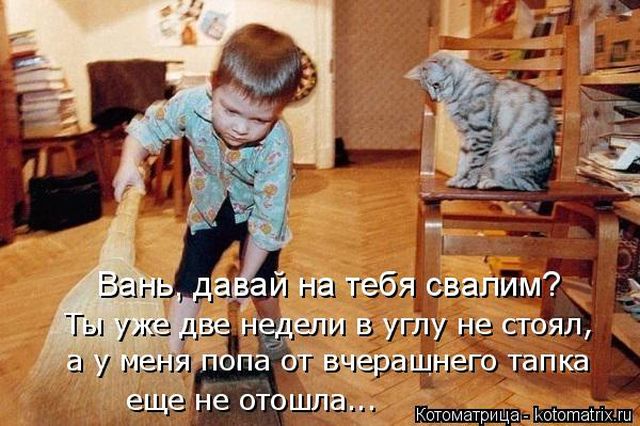 Лучшие котоматрицы недели