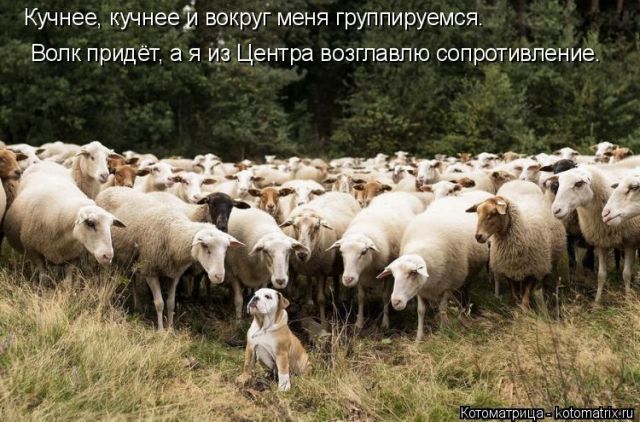 Лучшие котоматрицы недели