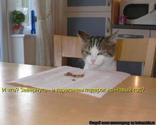 Лучшие котоматрицы недели