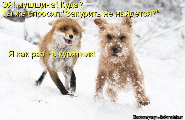 Лучшие котоматрицы недели