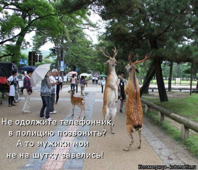 Лучшие котоматрицы недели