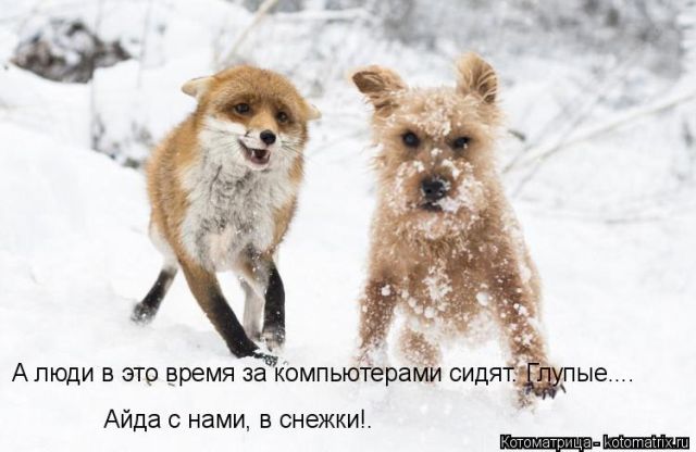 Лучшие котоматрицы недели