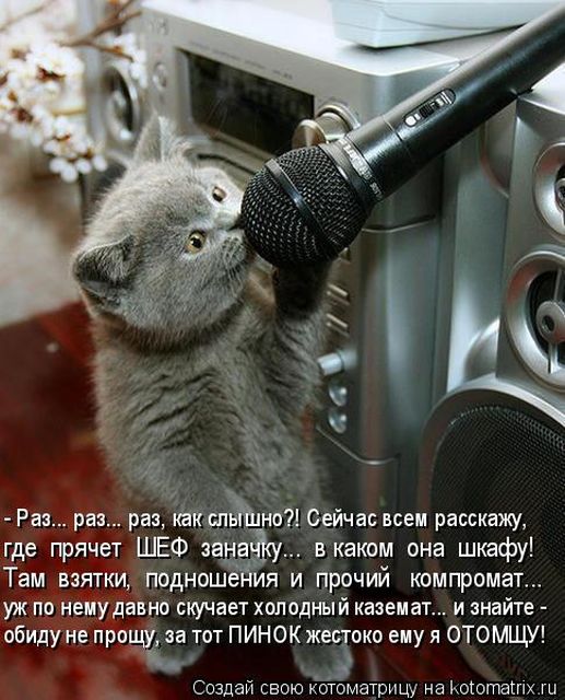 Лучшие котоматрицы недели