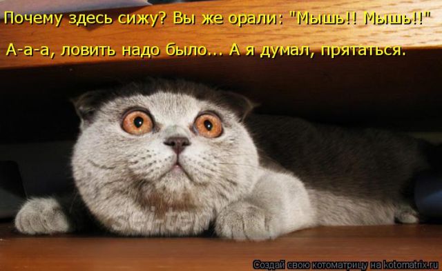 Лучшие котоматрицы недели