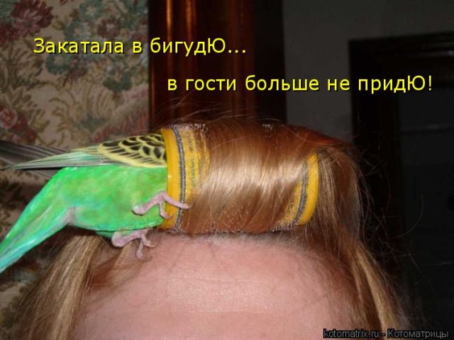 Лучшие котоматрицы недели