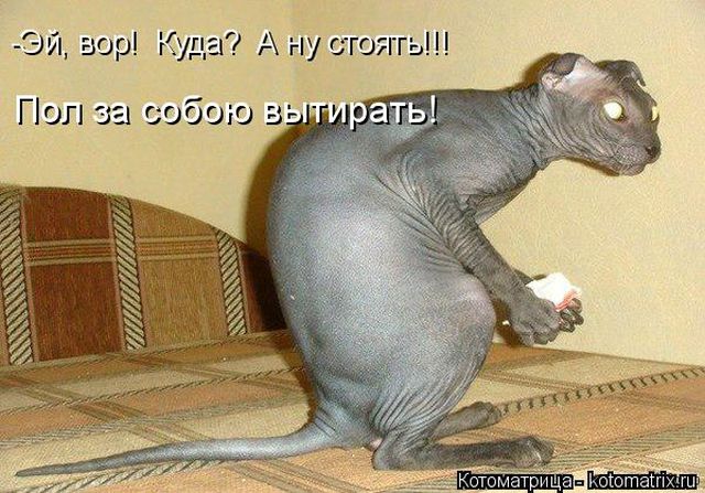 Лучшие котоматрицы недели