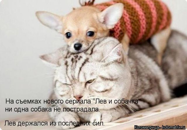 Лучшие котоматрицы недели