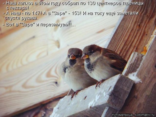 Лучшие котоматрицы недели