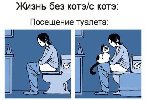 Что значит жить с котом