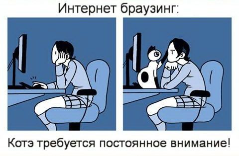 Что значит жить с котом