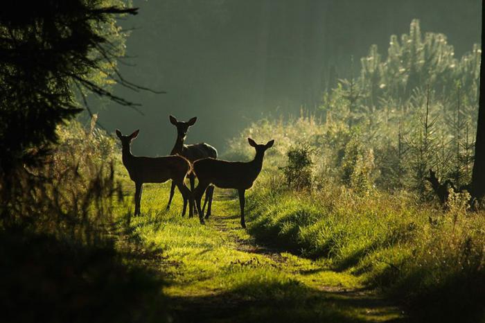 Прикольные картинки