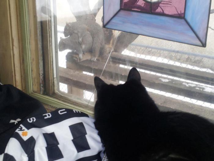 Прикольные картинки