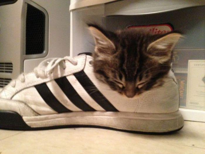 Прикольные картинки