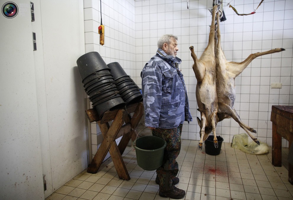 Изучая волков Изучая волков