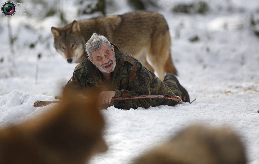 Изучая волков Изучая волков