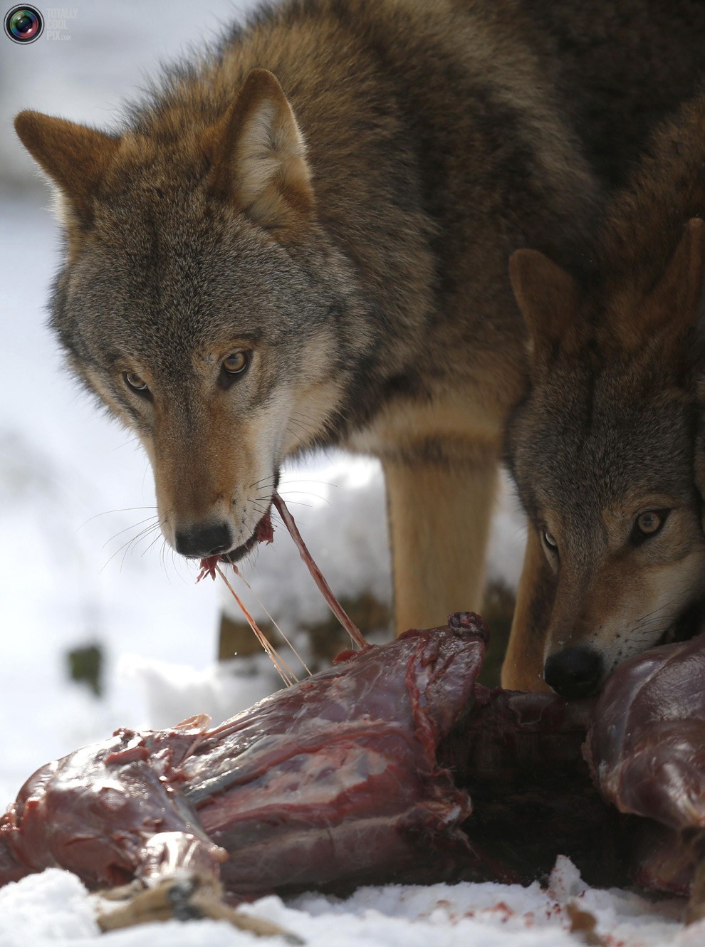 Изучая волков Изучая волков