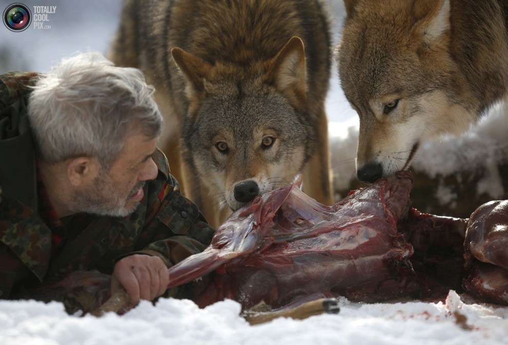 Изучая волков Изучая волков