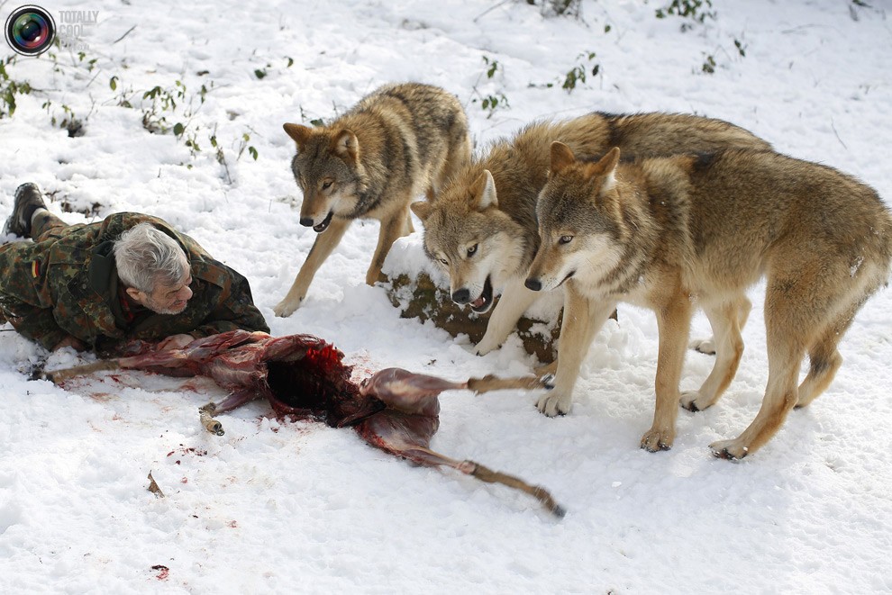 Изучая волков Изучая волков