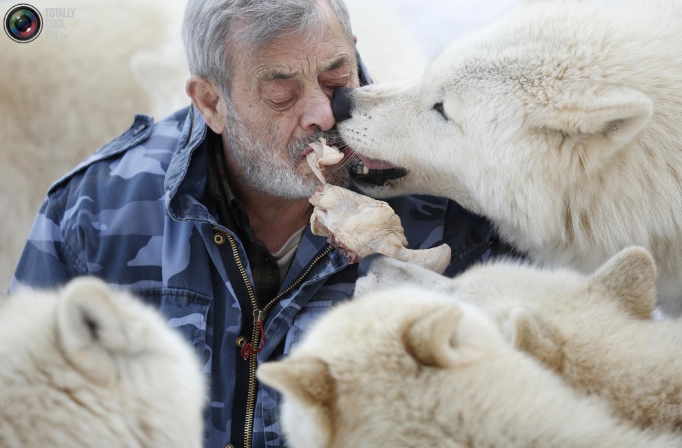 Изучая волков Изучая волков