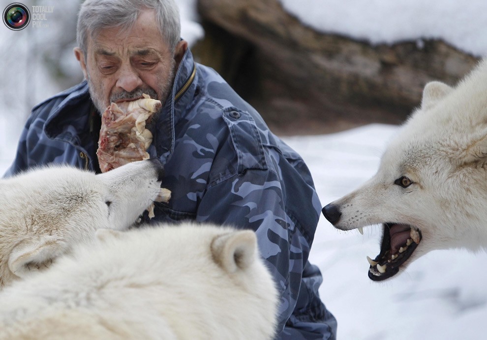 Изучая волков Изучая волков