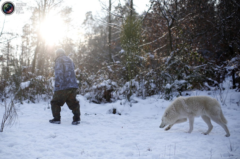 Изучая волков Изучая волков