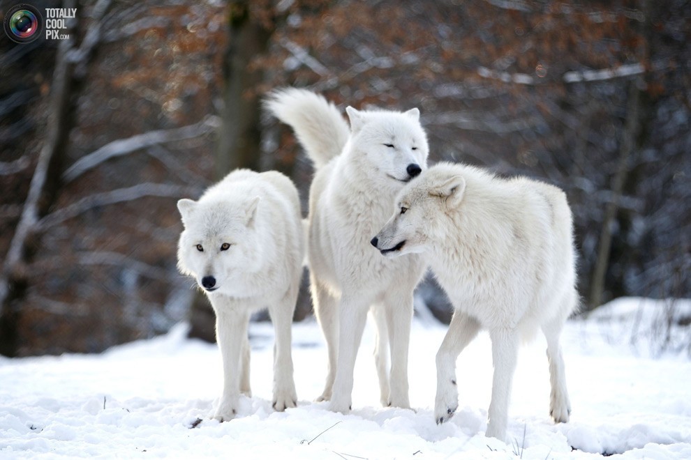 Изучая волков Изучая волков