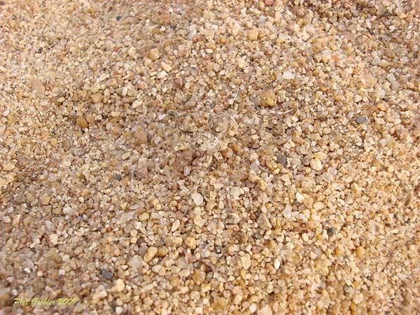 Мастера маскировки (21 фото)