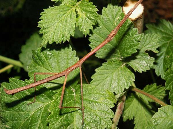 Мастера маскировки (21 фото)